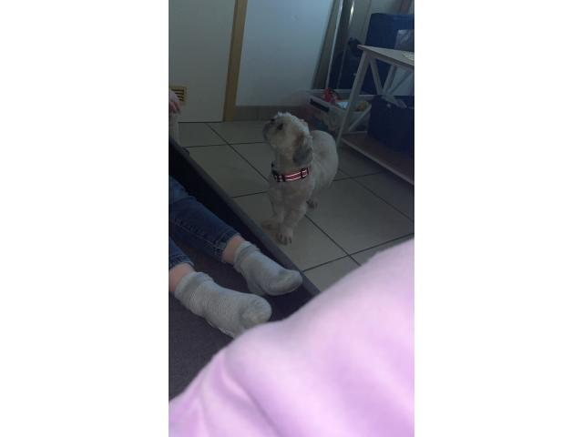 Photo Shih tzu femelle image 2/5
