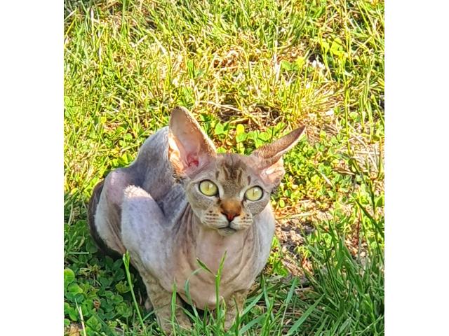 Photo Sphinx image 2/2
