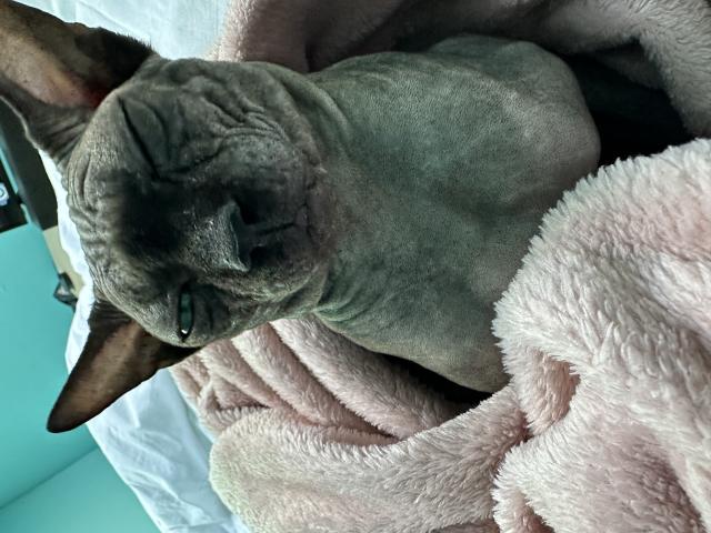 Photo SPHYNX mâle image 2/2
