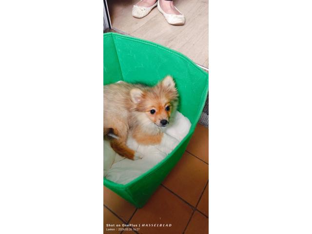 Photo Spitz nain mâle 5 mois image 2/4