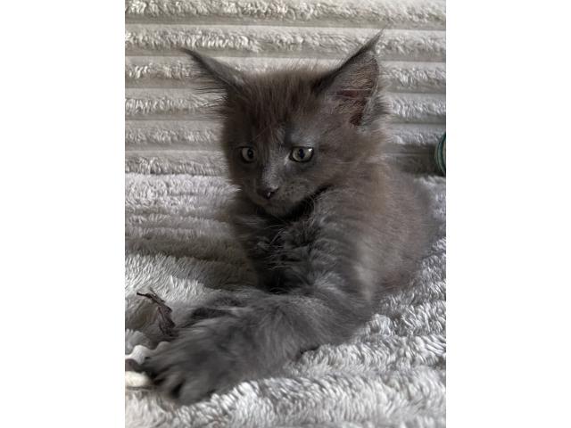 Photo Splendides chatons bleues smokes image 2/5