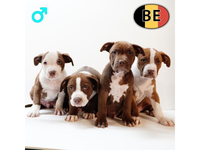 Photo Splendides chiots American Staffordshire Terrier image 2/6