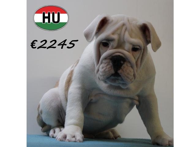 Photo Splendides chiots Bouledogue Anglais de différentes couleurs image 2/6