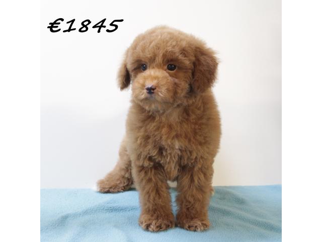 Photo Splendides chiots Caniche Nain image 2/6