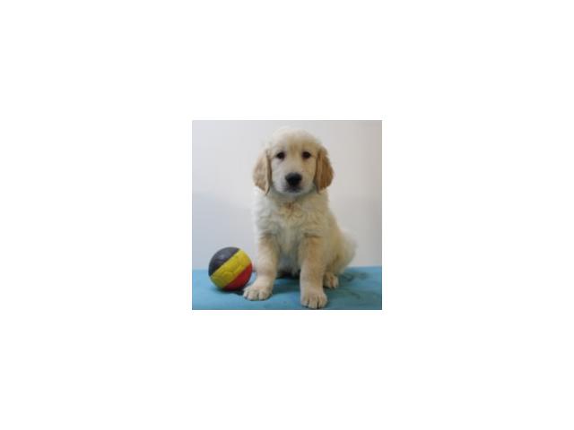 Photo Splendides chiots Golden retriever à vendre image 2/5
