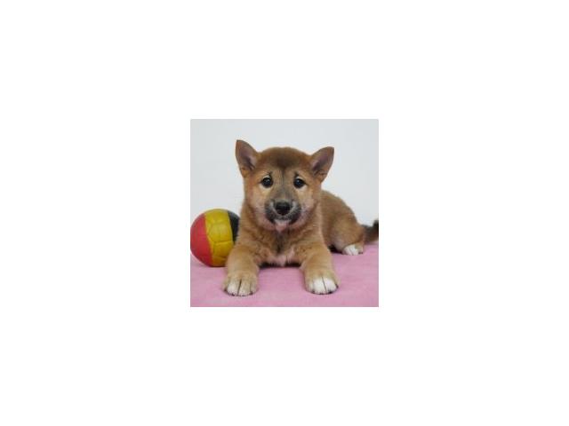 Photo Splendides chiots Shiba Inu à vendre image 2/6