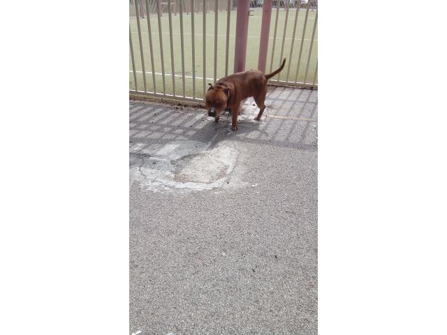 Photo Staffie image 2/2