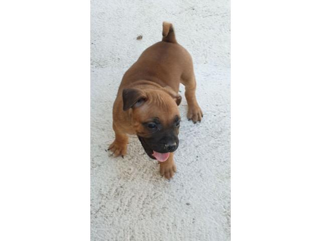 Photo staffordshire bull terrier dit staffie image 2/4