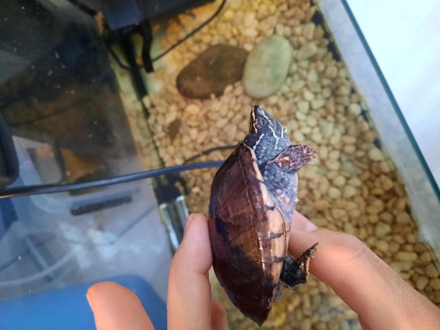 Photo Sternotherus carinatus, tortue d'eau qui reste petite image 2/4