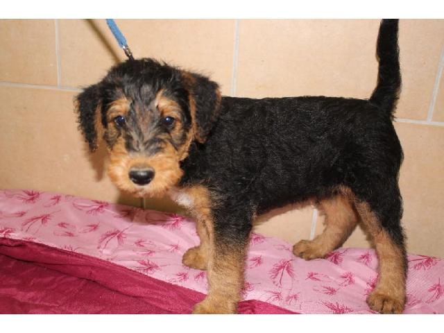 Photo sublime chiots airedales terriers image 2/3