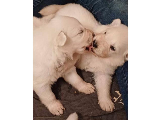 Photo Sublimes petits chiens males et femelle image 2/6