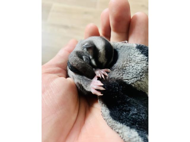 Photo Sugar glider image 2/3