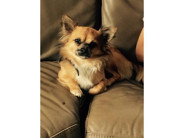 Photo Superbe chihuahua  Male poil long pour saillie image 2/6