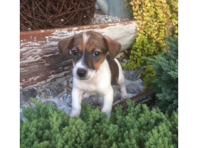 Photo Superbe chiot Jack-Russell pure race image 2/2