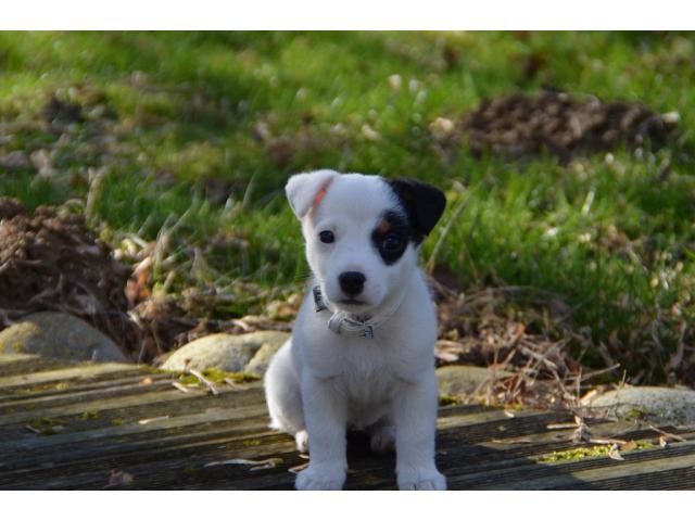 Photo Superbe chiot Jack-Russell pure race image 2/2