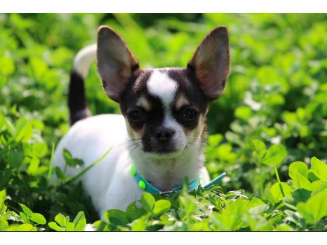 Photo superbe male chihuahua poil court image 2/3