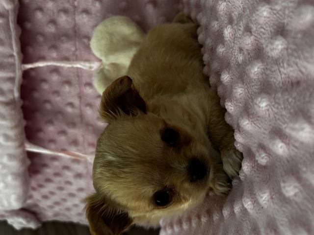 Photo Superbe petite femelle chihuahua image 2/5