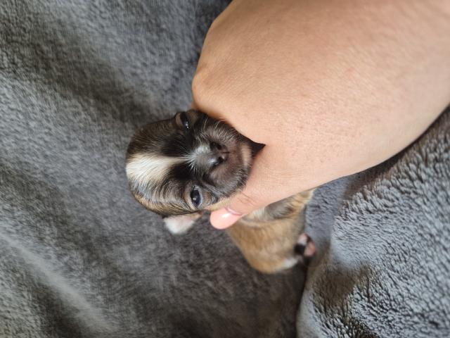 Photo Superbe poils long chihuahua image 2/3