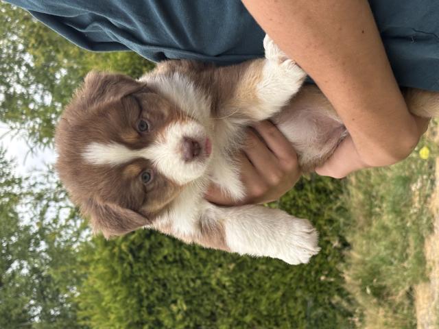 Photo Superbes chiots berger australiens disponibles image 2/6
