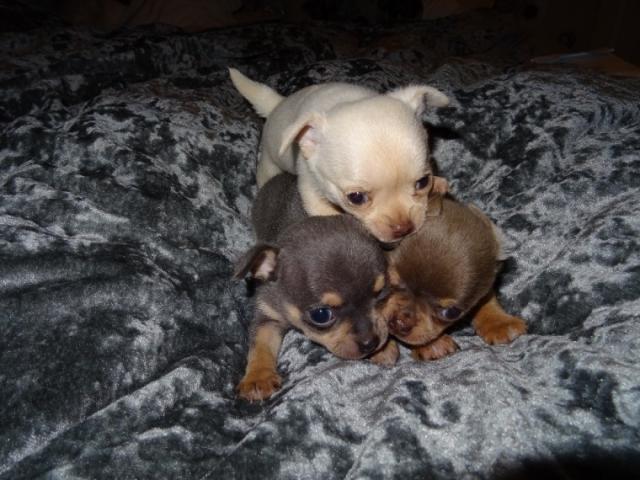 Photo Superbes Chiots Chihuahua Pure Race Poils Courts Taille Standard image 2/2
