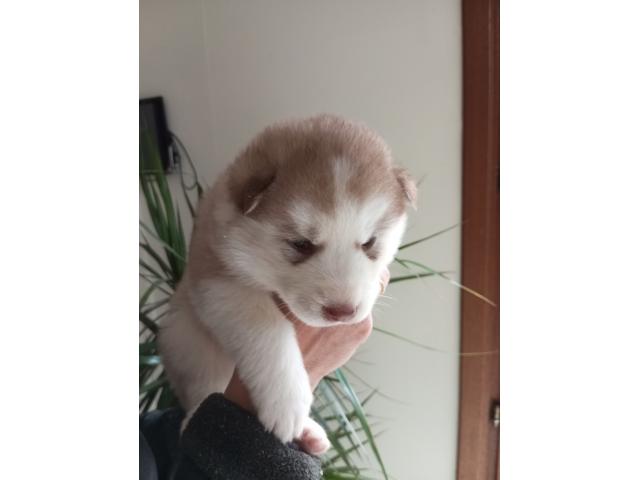 Photo Superbes chiots husky image 2/6