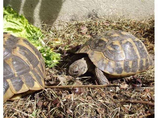 Photo Superbes Tortues terrestres Hermann Testudo Hermanni Hermanni image 2/2