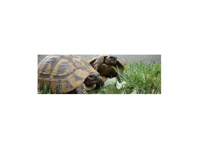 Photo Superbes Tortues terrestres Hermann Testudo Hermanni Hermanni image 2/2