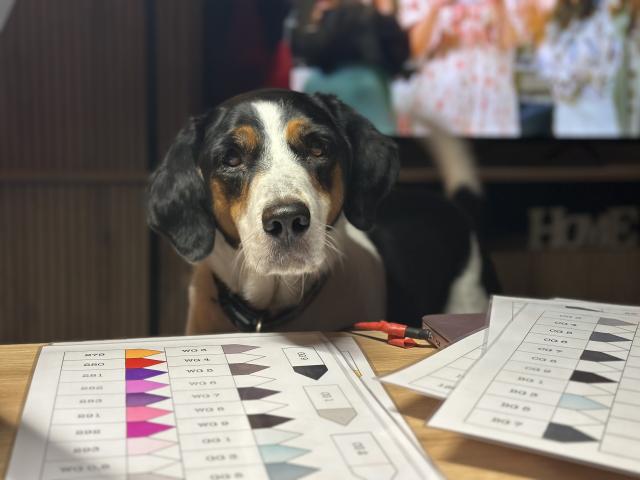 Photo Syla, Beagle croisé Jack Russel image 2/5