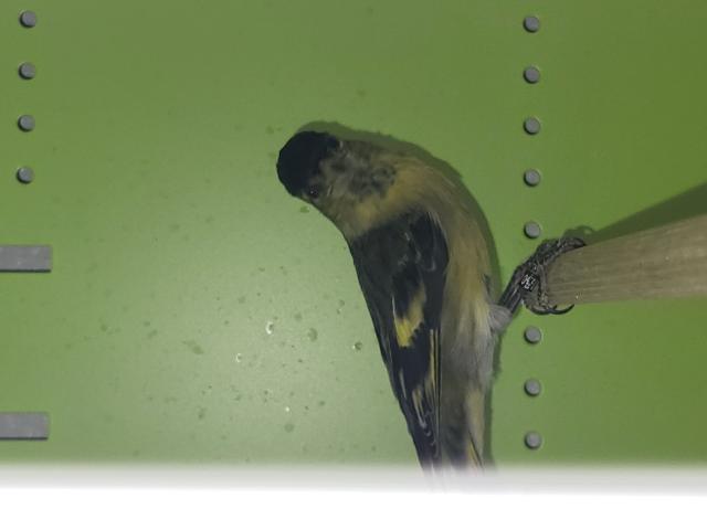 Photo Tarin barbu image 2/2