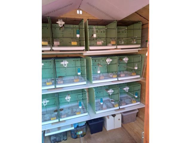 Photo tarin magellan et mozambique bristol image 2/2