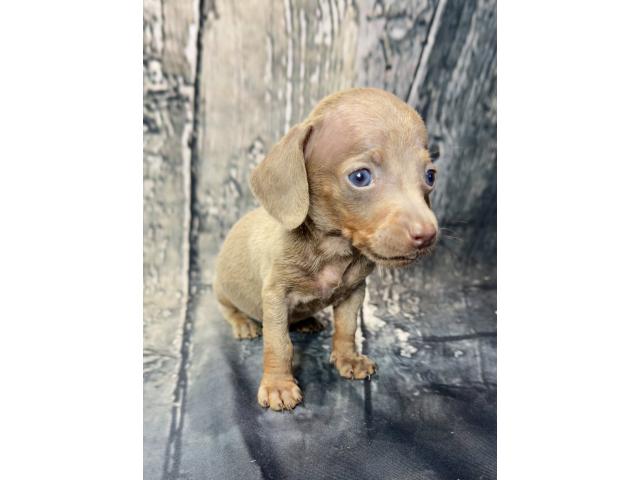 Photo Teckel nain image 2/6