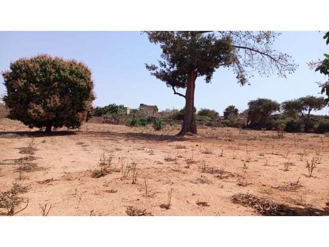 Photo Terrain 1 hectare à vendre à Sébikotane Sénégal image 2/2