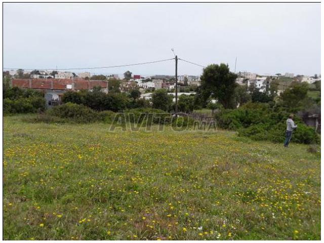 Photo Terrain 550 m2 Jbila Achakar image 2/2