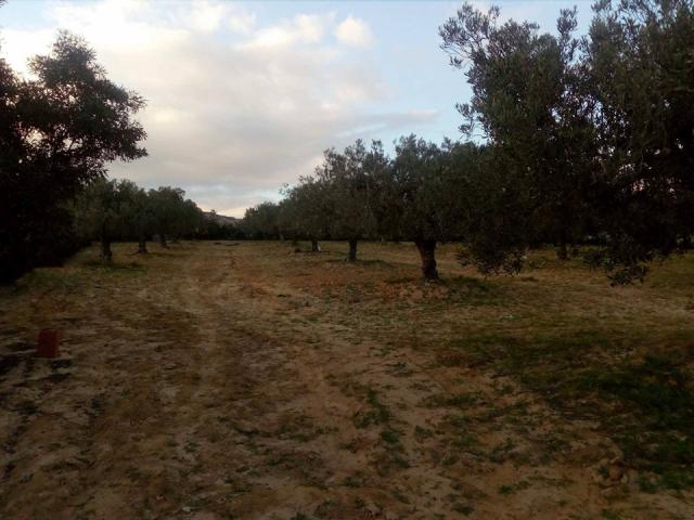 Photo Terrain Agricole à Hammamet image 2/4