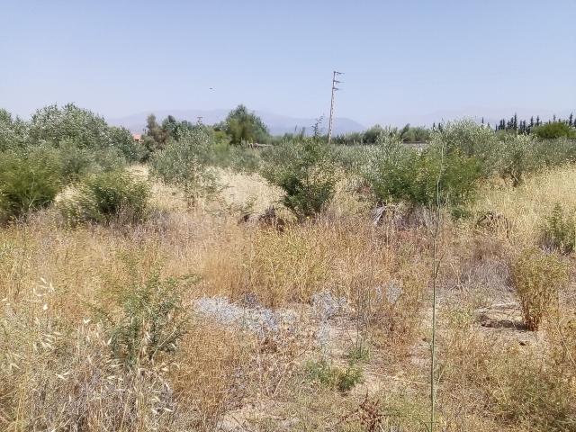 Photo Terrain agricole à vendre route de L'Ourika image 2/5