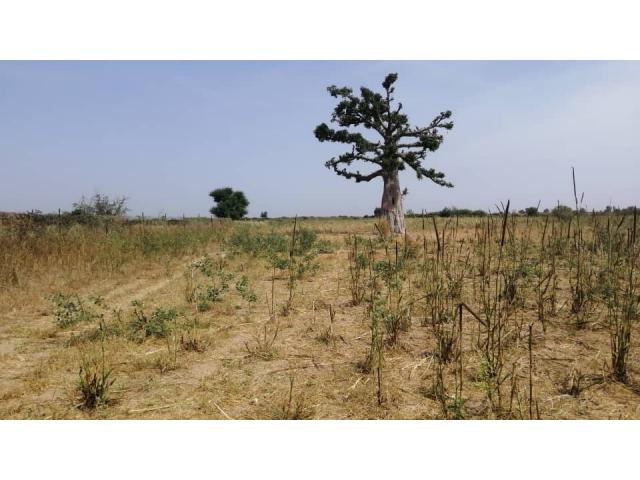 Photo Terrain agricole de 1 hectare à vendre à Téne Toubab image 2/6