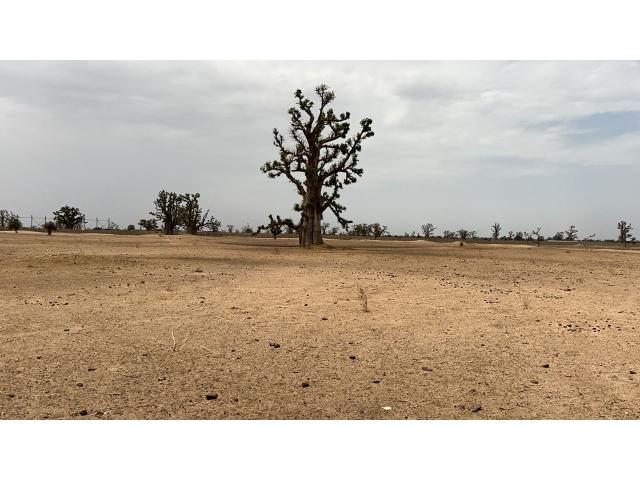 Photo Terrain agricole de 2 hectares et demi à vendre à louly Sénégal image 2/4