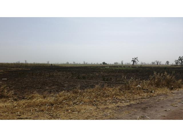 Photo Terrain agricole de 3 hectares à vendre à Sandiara image 2/5
