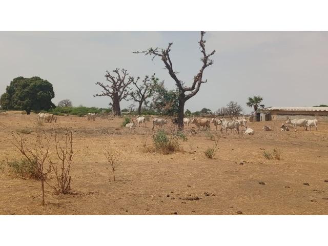 Photo Terrain de 1 hectare à vendre à Sandiara Sénégal image 2/4