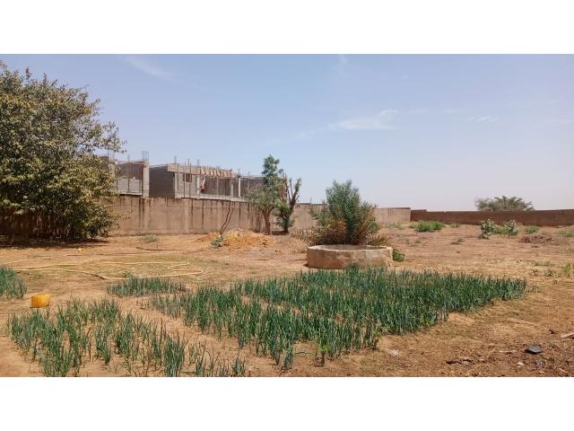 Photo Terrain de 1000 mètres carrés à vendre à Nguérigne Sénégal image 2/3