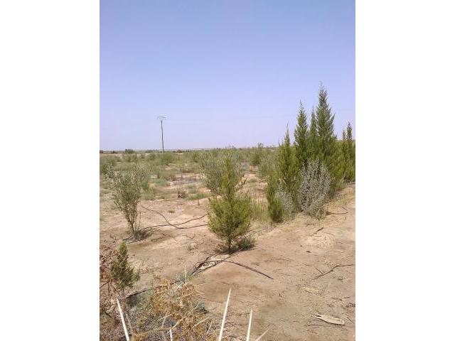 Photo Terrain de 130h région de Sidi Bouatman image 2/3