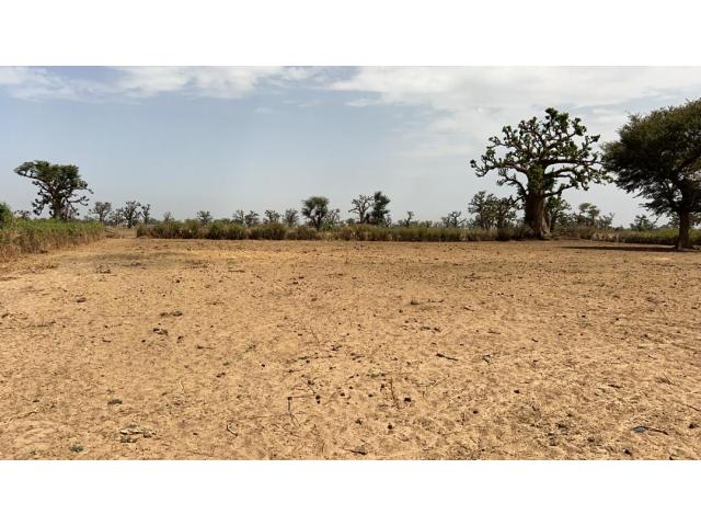Photo Terrain de 1hectare et demi à vendre à Louly Sénégal image 2/4