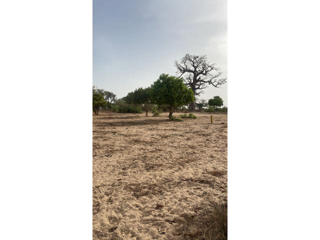 Photo terrain de 250 metres carres a malicounda image 2/4