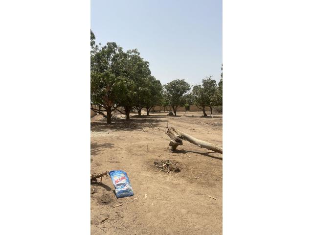 Photo terrain de 250 metres carres a saly image 2/4