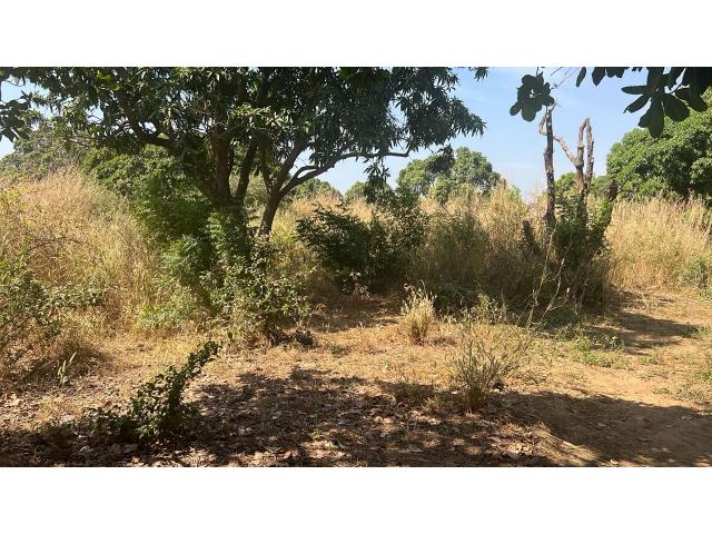 Photo Terrain de 300 mètres carrés à vendre à Warang Sénégal image 2/3