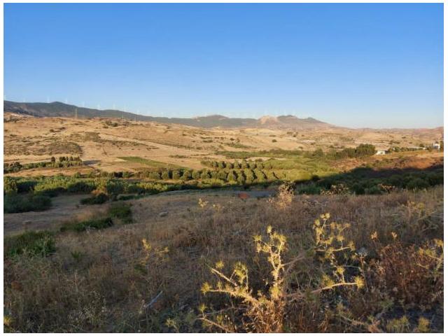 Photo Terrain  En Vente à Melloussa avec Bon Prix image 2/5