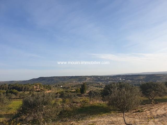 Photo TERRAIN FRED Hammamet Bir Bouregba T819 image 2/2