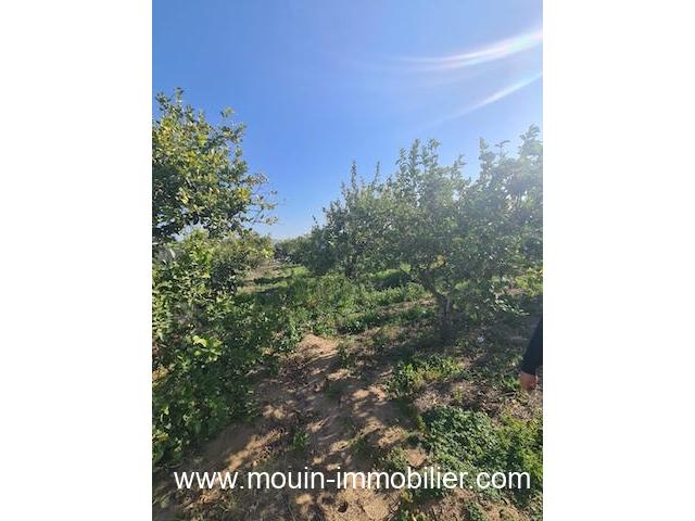 Photo TERRAIN GINA Hammamet Birbouregba T1085 image 2/3