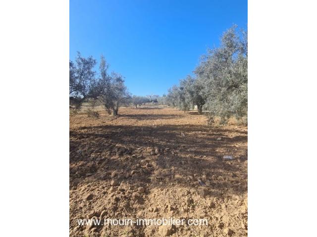 Photo TERRAIN HIRONDELLE I Sidi Hammed T1007 image 2/2