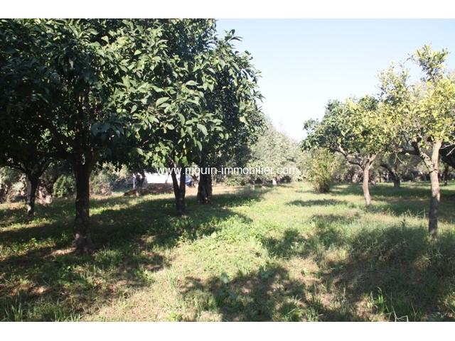Photo Terrain Jinen Beni khiar T791 image 2/2